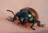 Chrysolina polita